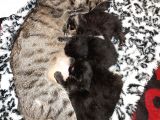 4 Tane Yavru Kedi 50 Günlük