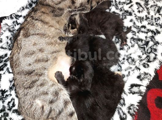 4 Tane Yavru Kedi 50 Günlük görsel