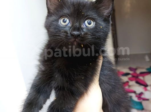 4 Tane Yavru Kedi 50 Günlük