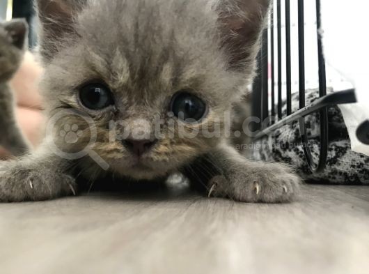 British Oğlan Çocukları görsel