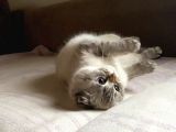 Scottish Fold Silver