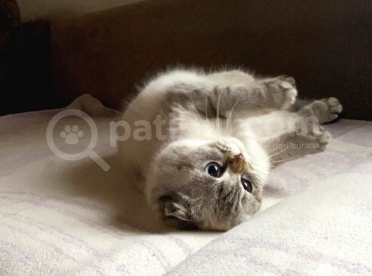 Scottish Fold Silver görsel