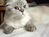 Scottish Fold Silver