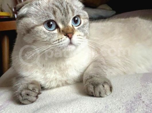 Scottish Fold Silver