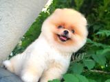 Teddy Face 3 Aylık 650 Gr Pomeranian Yavrularımız