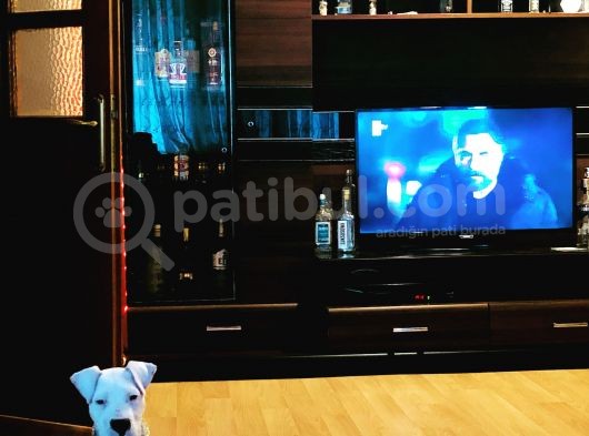 Şila Kızımızı Sahiplendirmek İstiyoruz görsel
