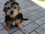 14 Nisan Doğumlu Erkek Yorkshire Terrier Veteriner Kontrollü