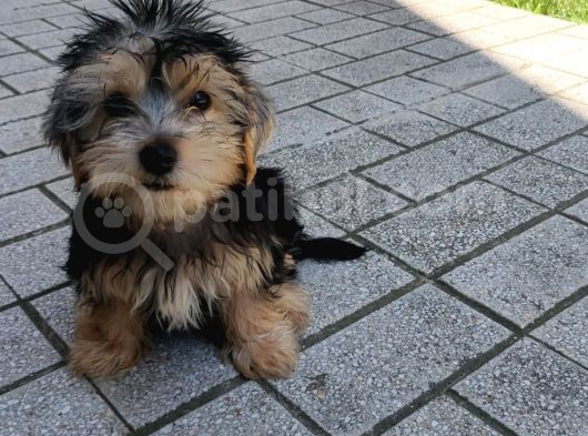14 Nisan Doğumlu Erkek Yorkshire Terrier Veteriner Kontrollü görsel