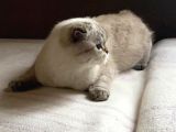 Scottish Fold Silver