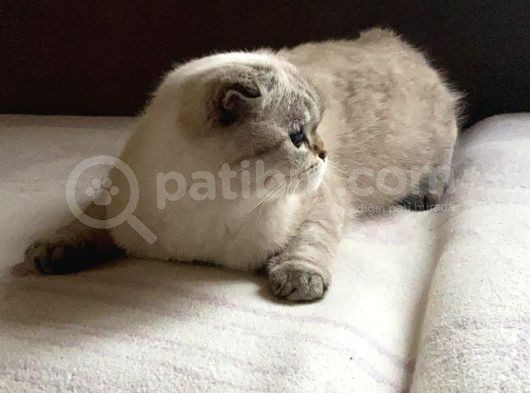 Scottish Fold Silver görsel