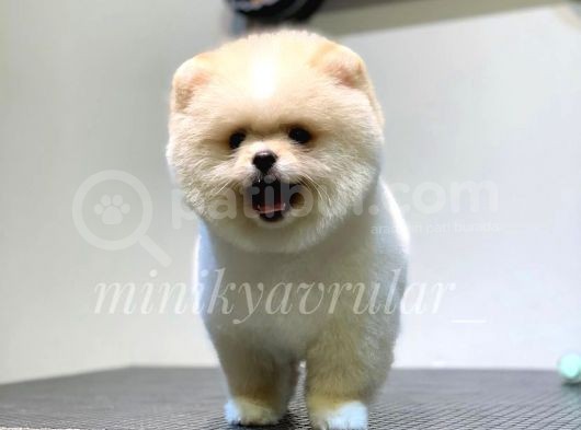 Ayı Surat Safkan Pomeranian Yavrularımız görsel