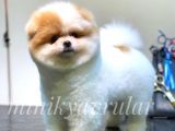 Safkan Irk Garantili Pomeranian Yavrularımız