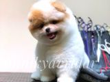 Safkan Irk Garantili Pomeranian Yavrularımız