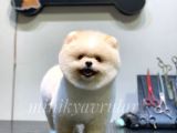 Ayı Surat Safkan Pomeranian Yavrularımız