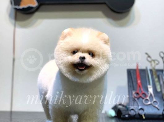 Ayı Surat Safkan Pomeranian Yavrularımız