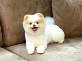 Party Color Pomeranian Boo