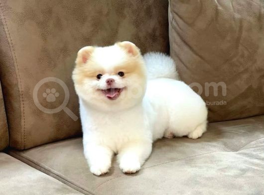 Party Color Pomeranian Boo görsel