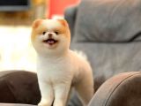 Party Color Pomeranian Boo