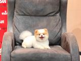 Party Color Pomeranian Boo