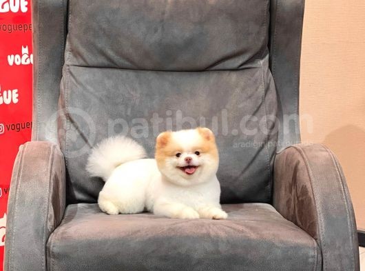 Party Color Pomeranian Boo görsel