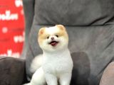 Party Color Pomeranian Boo