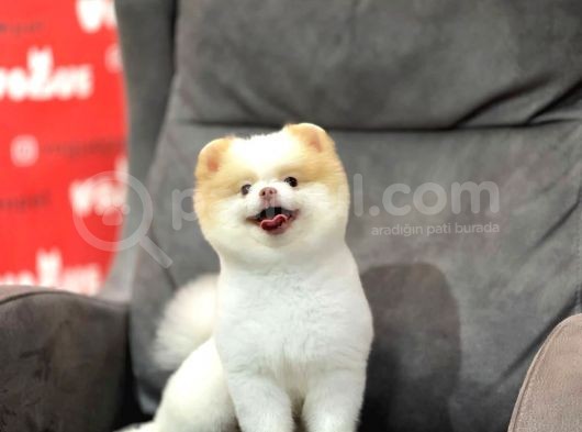 Party Color Pomeranian Boo görsel