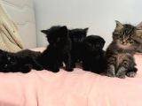 4 Tane Yavru Kedi 50 Günlük
