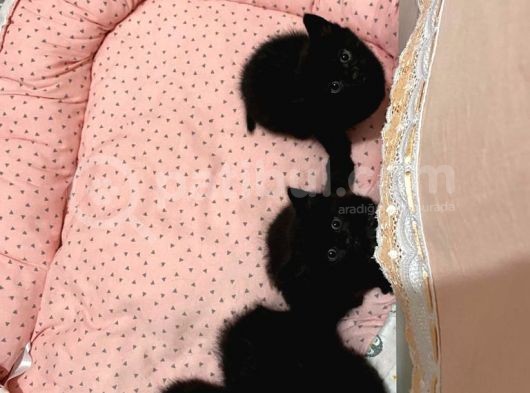 4 Tane Yavru Kedi 50 Günlük görsel