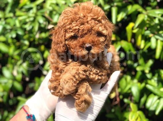 Toy Poodle Yavrular (Red, Red Brown, Apricot, Silver, Siyah) görsel