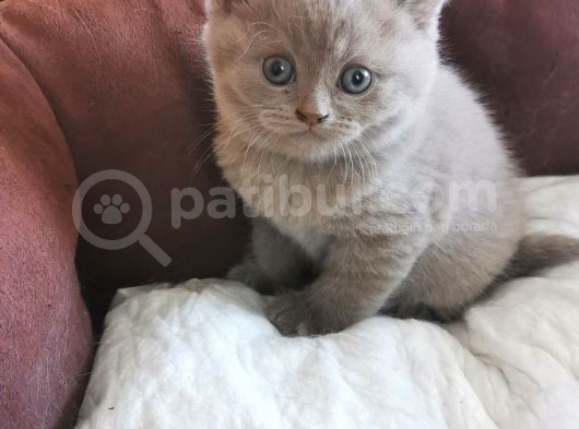 Oyuncu Lilac Kardeşler görsel