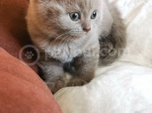 Oyuncu Lilac Kardeşler görsel