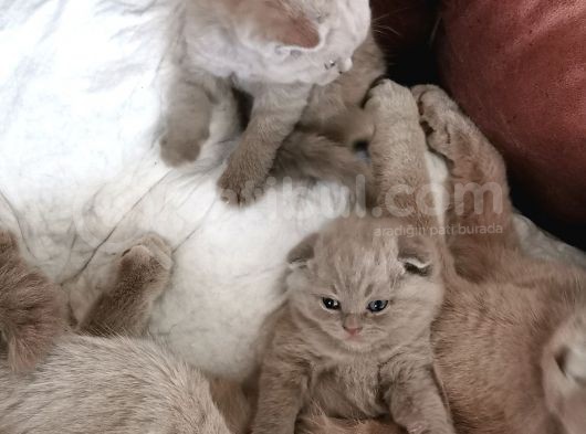 Oyuncu Lilac Kardeşler görsel