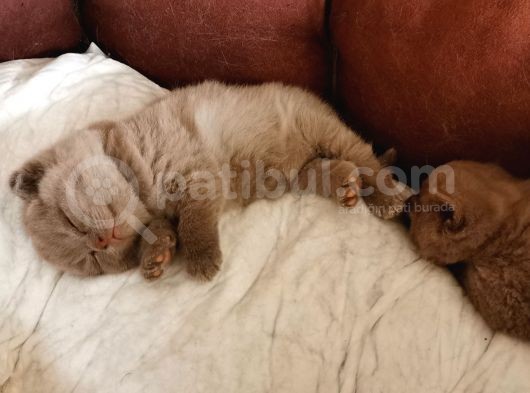 Oyuncu Lilac Kardeşler görsel