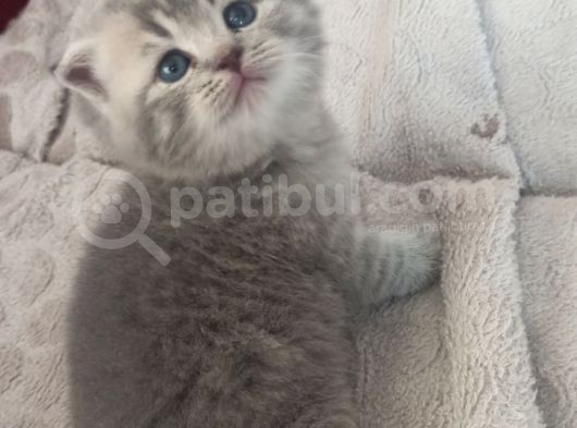 33 Günlük Dişi Yavru Kedi görsel