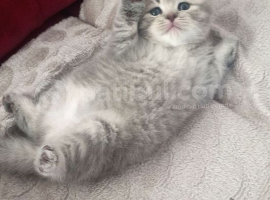 33 Günlük Dişi Yavru Kedi görsel