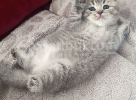 33 Günlük Dişi Yavru Kedi görsel