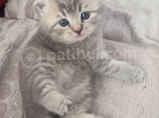 33 Günlük Dişi Yavru Kedi görsel