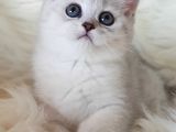 Sevimli Dişi British Shorthair Yavrumuz