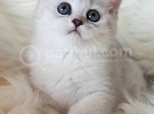Sevimli Dişi British Shorthair Yavrumuz görsel