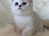 Sevimli Dişi British Shorthair Yavrumuz