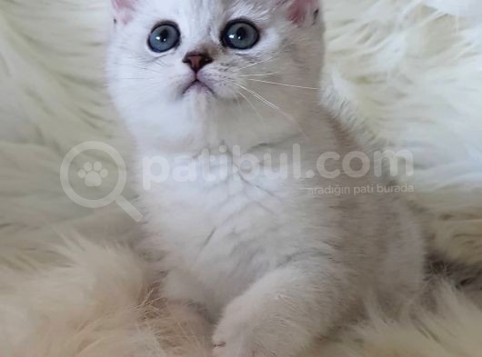 Sevimli Dişi British Shorthair Yavrumuz