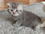 33 Günlük Dişi Yavru Kedi