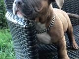 Ebkc Secereli Mikroçipli American Bully Pocket