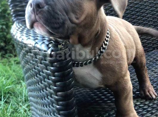 Ebkc Secereli Mikroçipli American Bully Pocket görsel