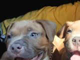 Ebkc Secereli Mikroçipli American Bully Pocket