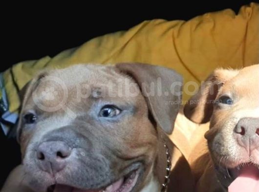 Ebkc Secereli Mikroçipli American Bully Pocket