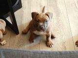 Ebkc Secereli Mikroçipli American Bully Pocket