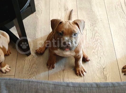 Ebkc Secereli Mikroçipli American Bully Pocket görsel