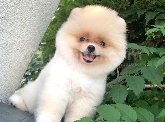 Safkan Pomeranian Arayanlara görsel
