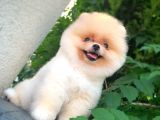 Safkan Pomeranian Arayanlara